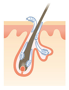 demodex/hair follicle mites