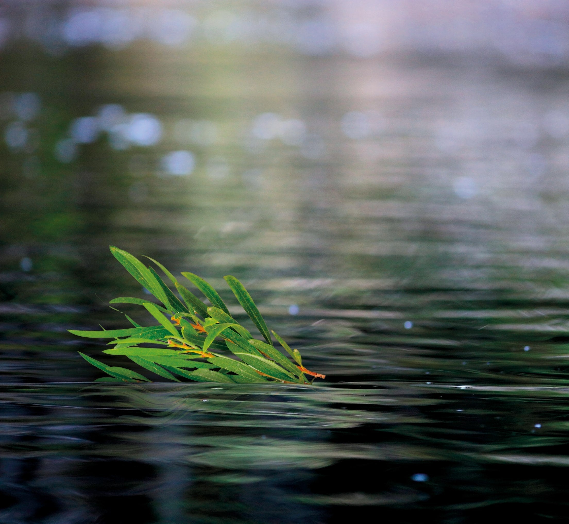 Leaf in water